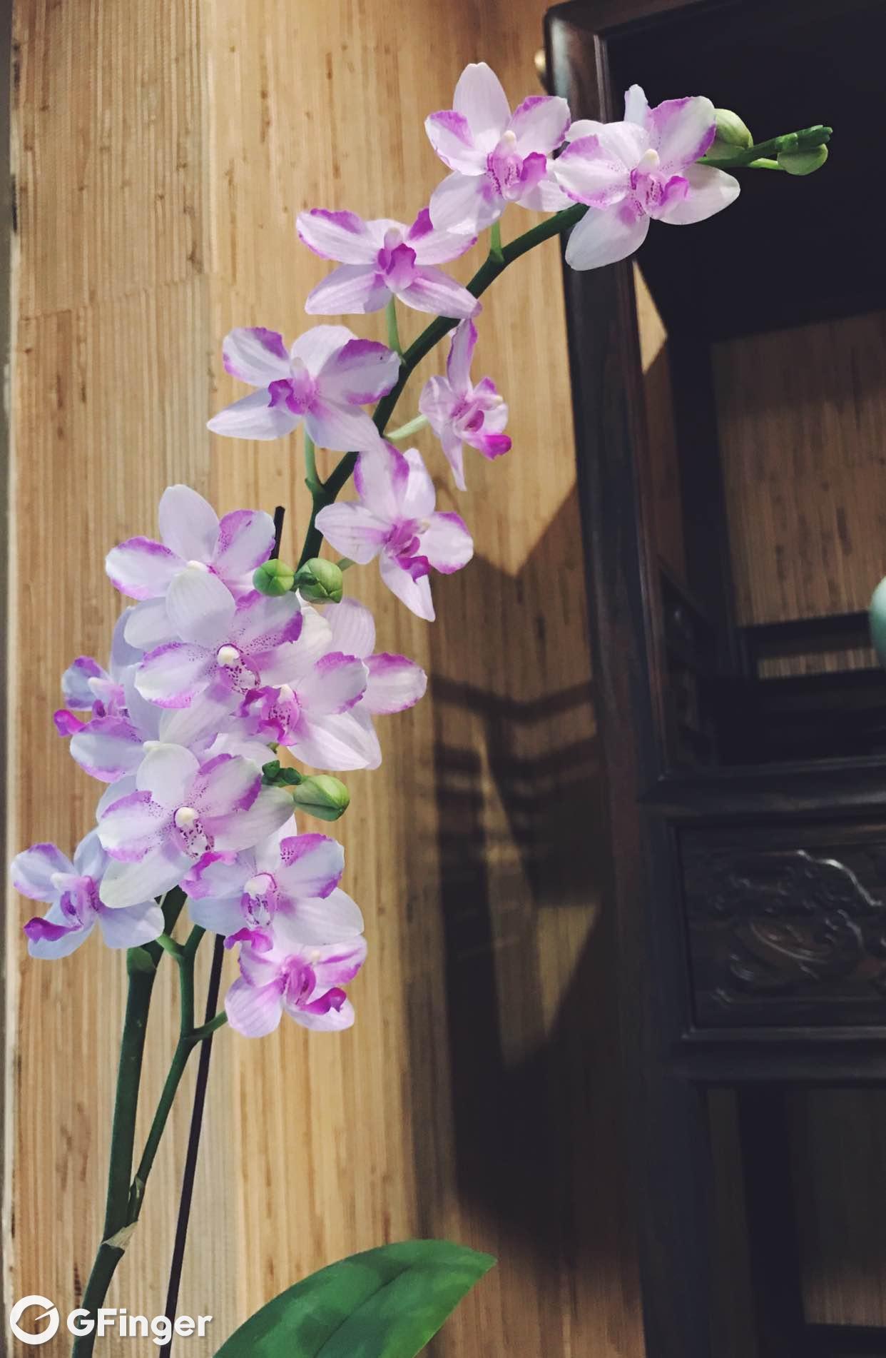 蝴蝶兰—紫水晶
