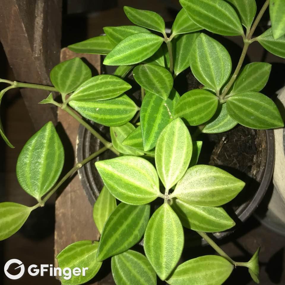 我新添加了一棵白脉椒草到我的花园