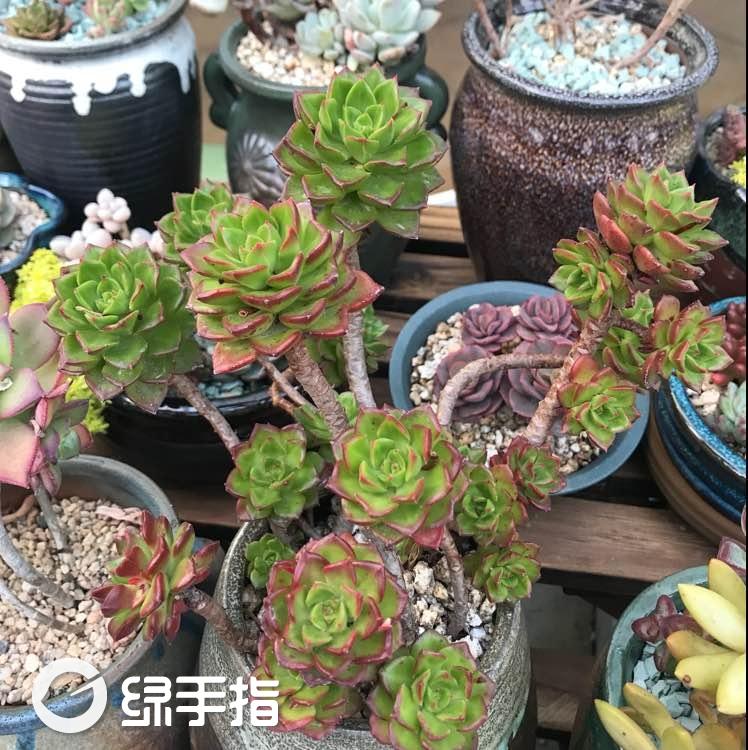 多肉 蒂亚
