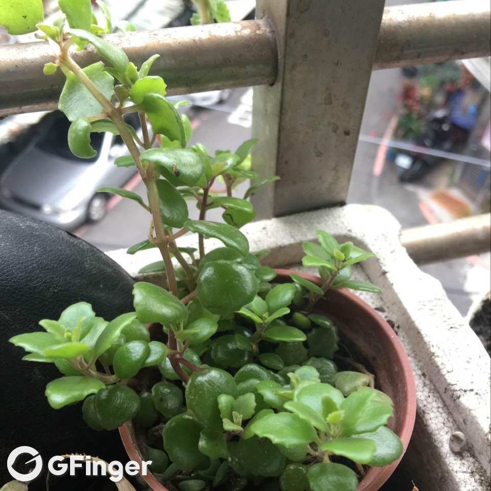 卧地延命草