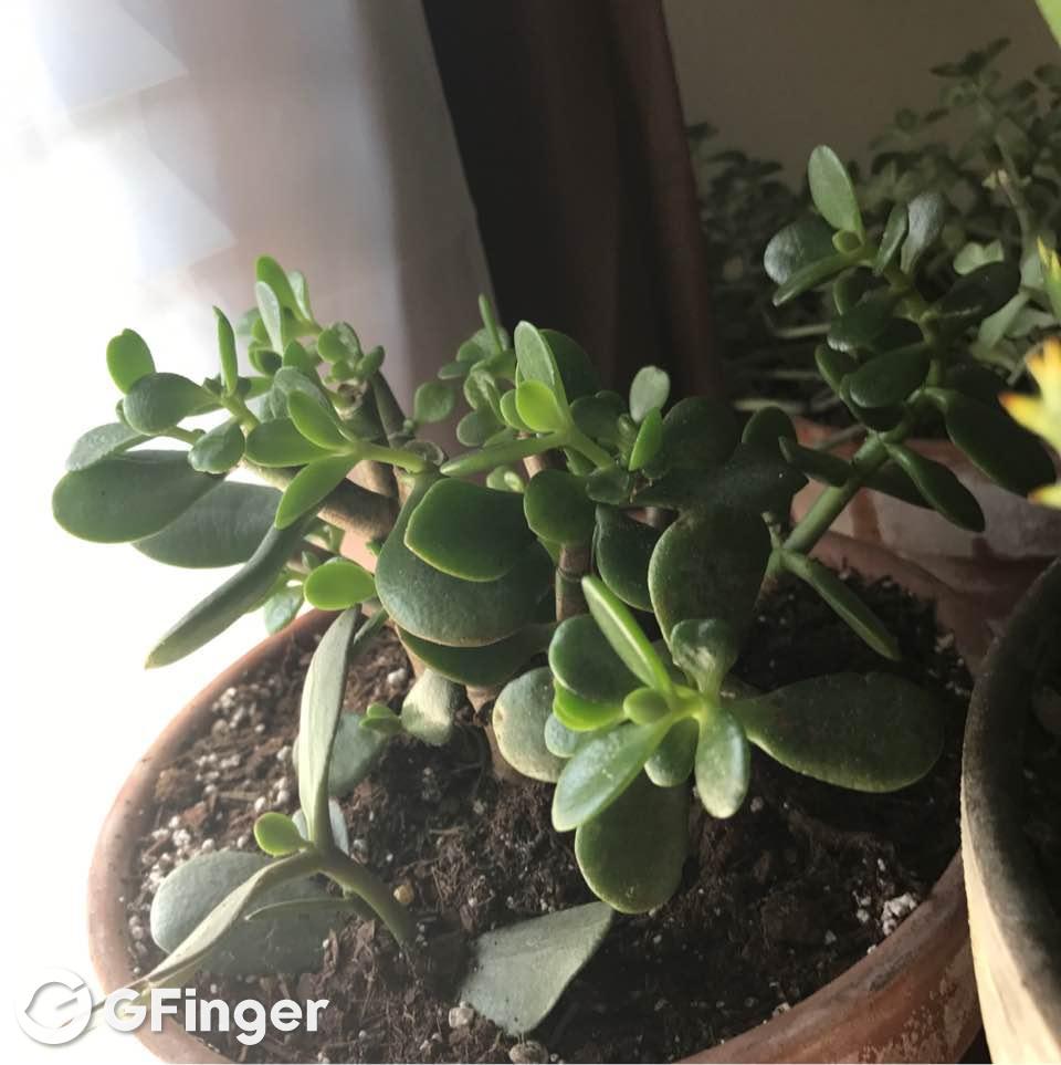 crassula ovata - jade plant怎么养?josh weesner的