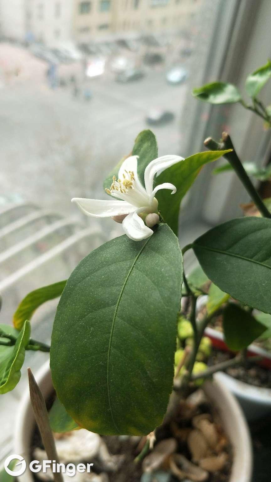 柠檬