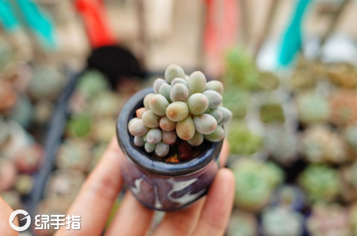 少女小高的婴儿手指 老蓝的养殖方法,婴儿手指 老蓝的繁殖方法 - 绿