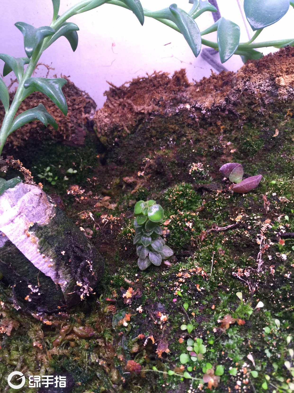 象足椒草