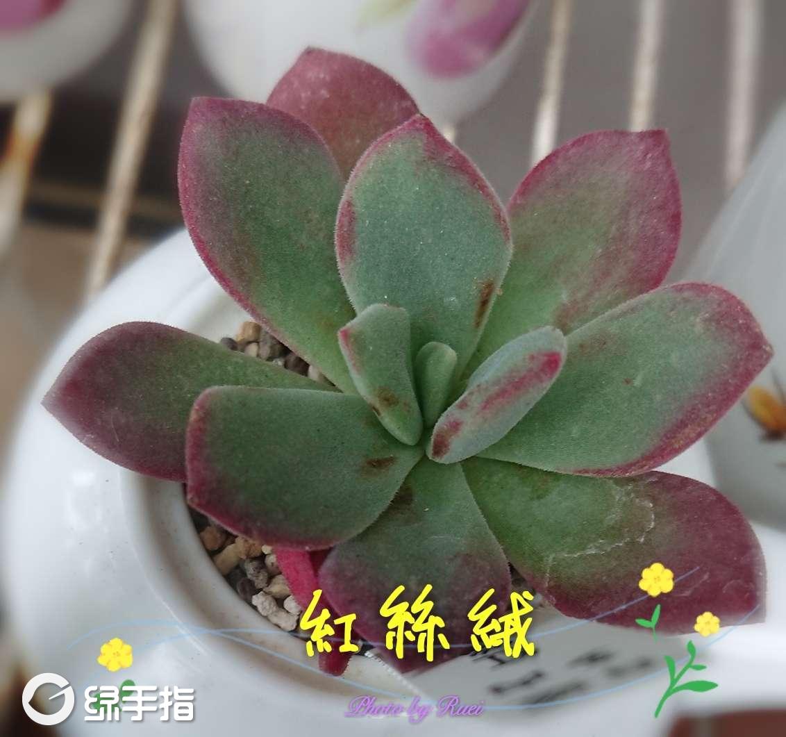 花园 红丝绒 植物经验 花相册(1 ruei 来源:百媛多肉 到家日期