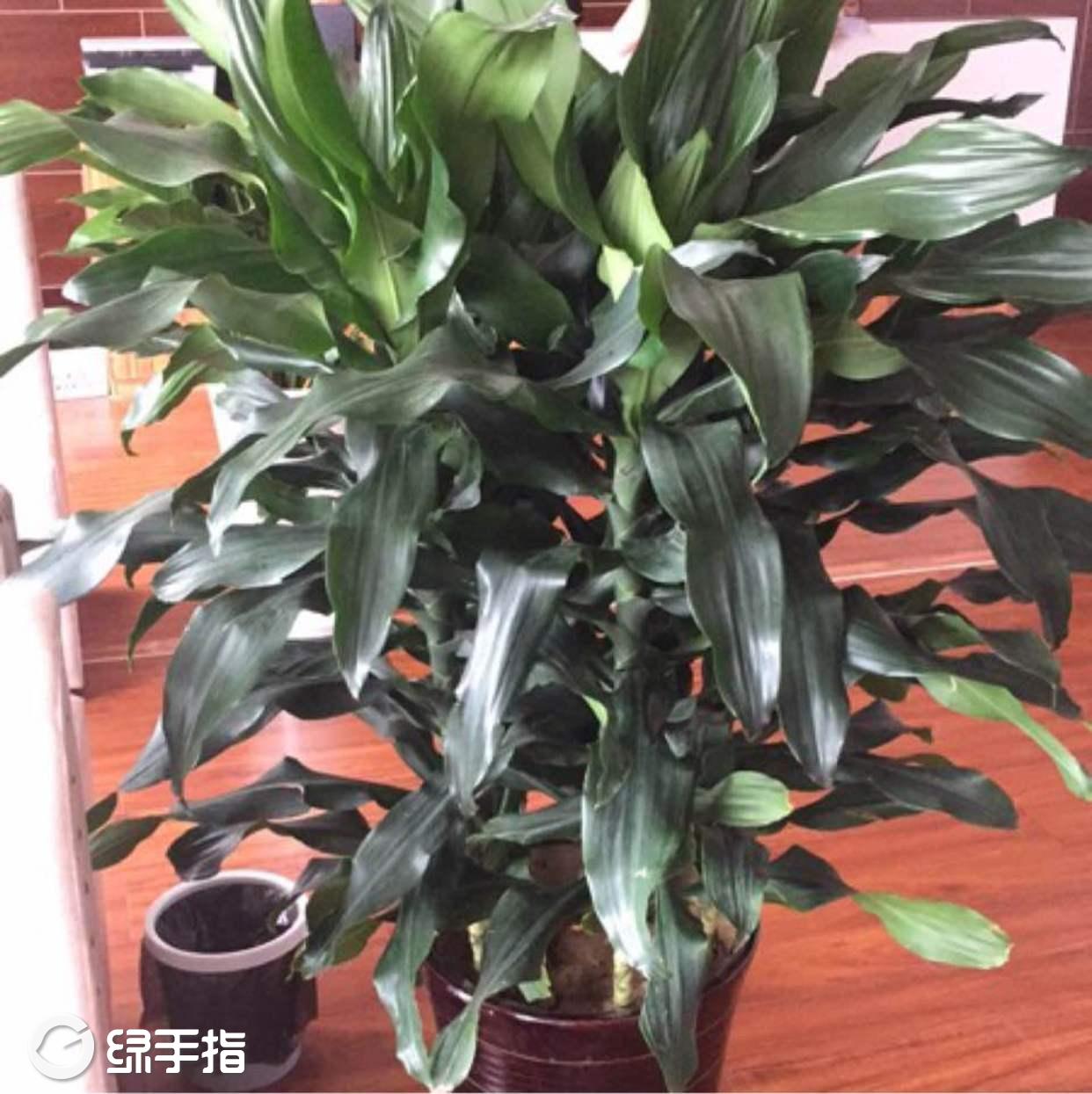 花园 时来运转  植物经验 花相册 (1) 孙腾 推荐干货