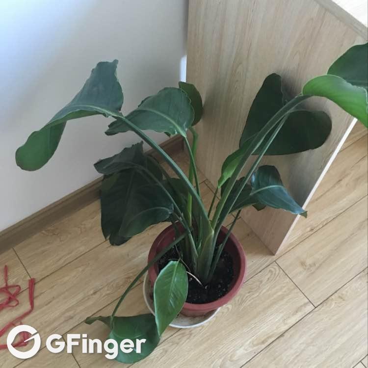 我新添加了一棵红苞喜林芋到我的花园