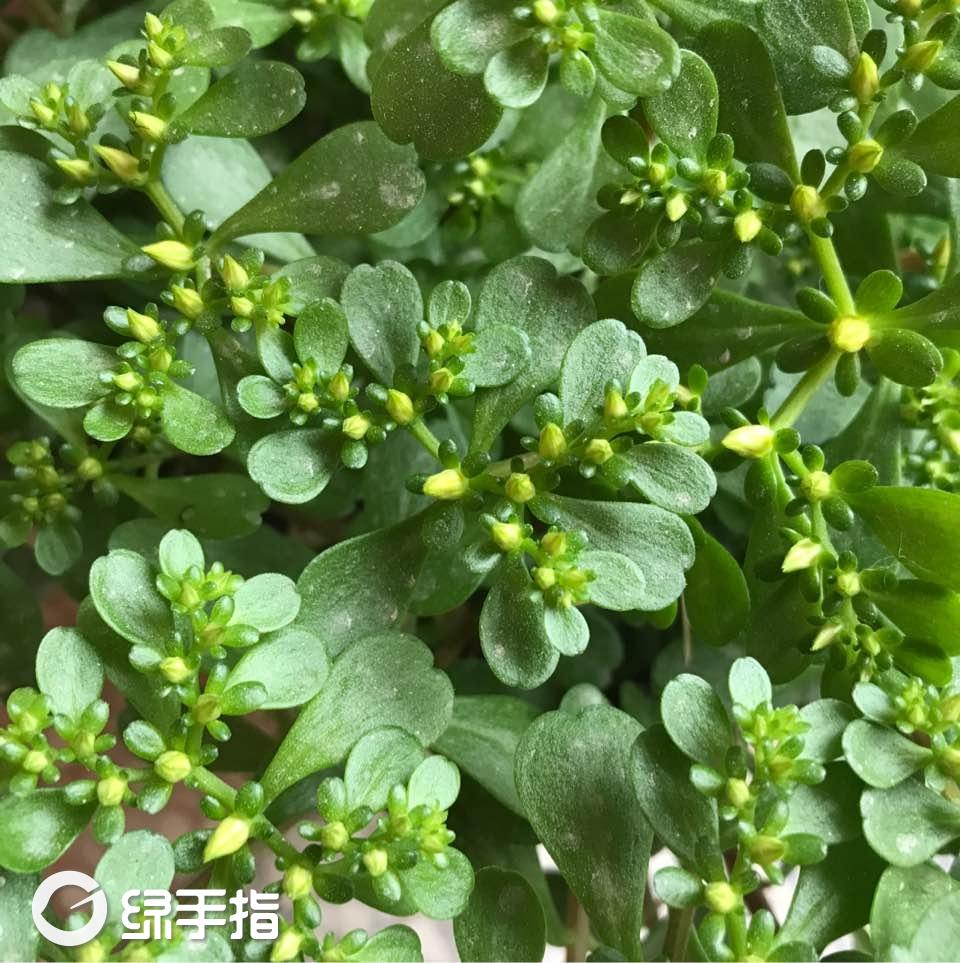 凹叶景天