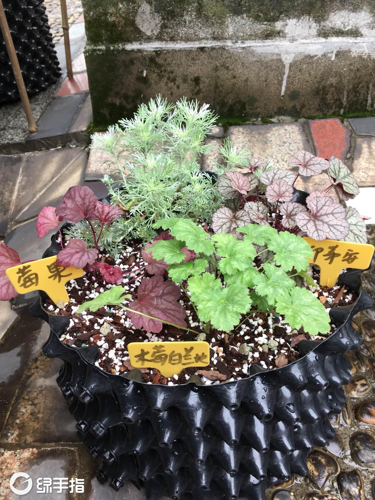 矾根.莓果,木莓白兰地,印第安银币.朝雾草.
