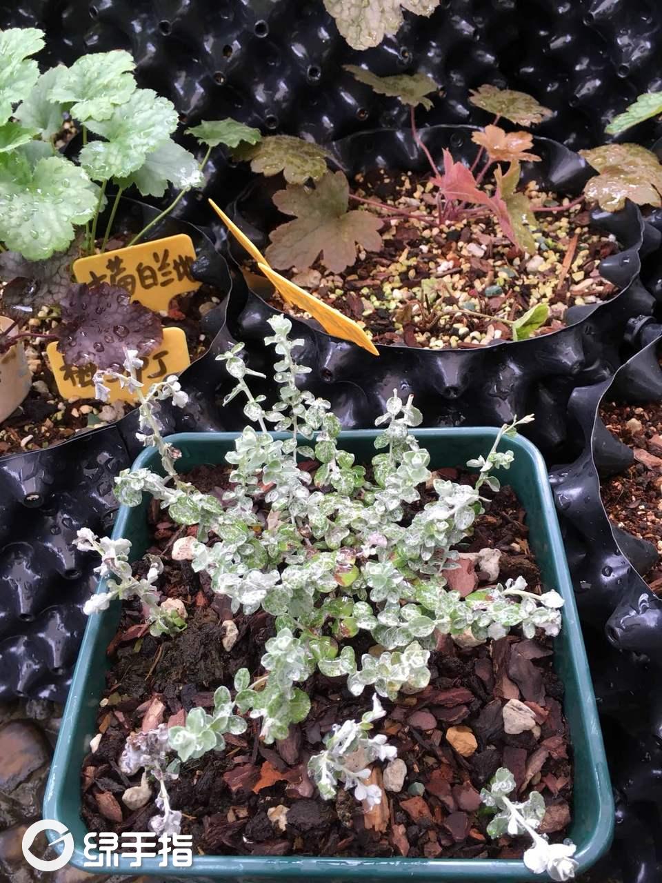 银叶植物.伞花腊菊