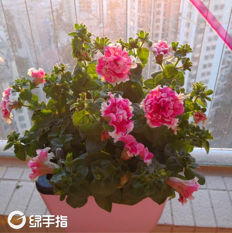 我新添加了一棵"重瓣矮牵牛旋转红"到我的"花园"