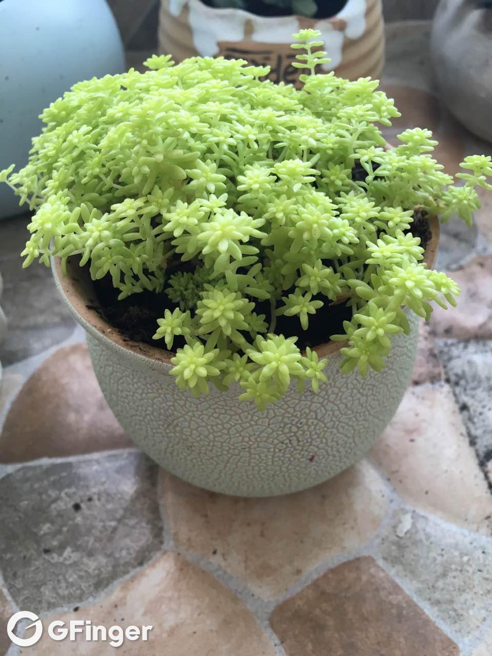 多肉 满天星