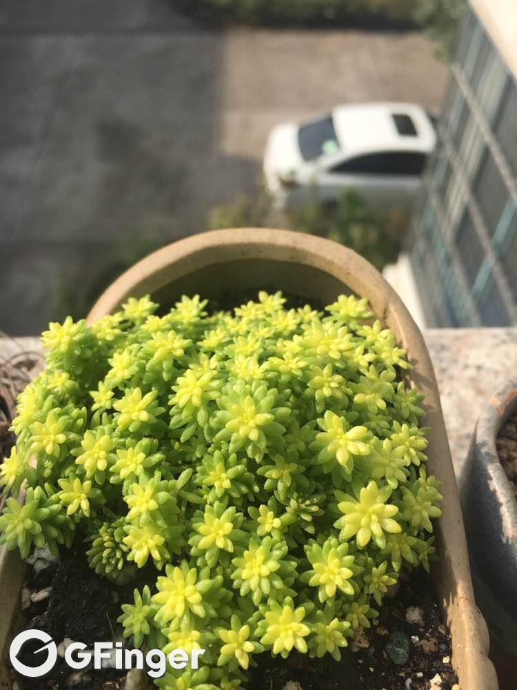 黄金草