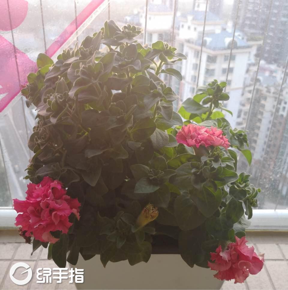 重瓣矮牵牛情人红