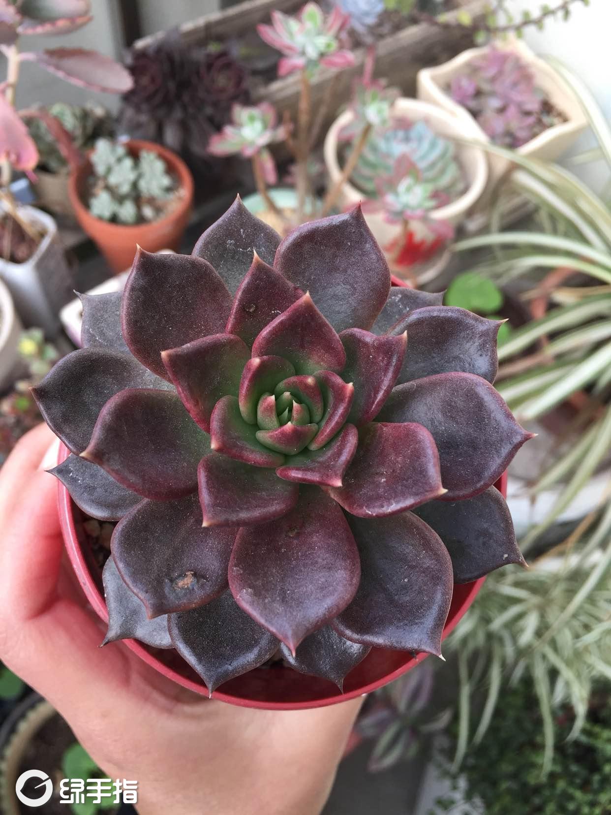 黑王子怎么养?花颜诱人醉的黑王子的养殖方法,黑王子