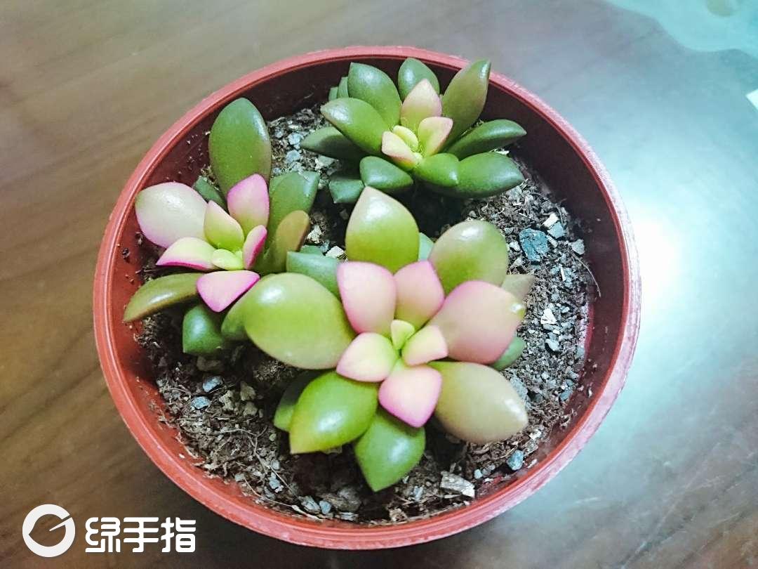 樱吹雪
