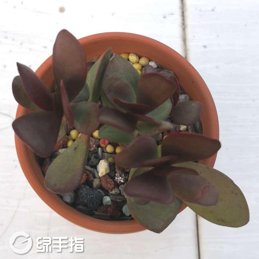 薄叶克拉夫