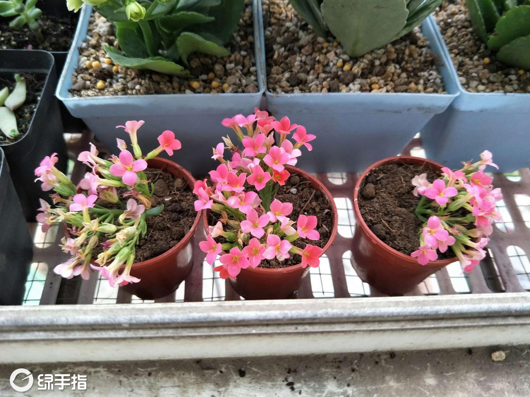 五月五月的长寿花的养殖方法,长寿花的