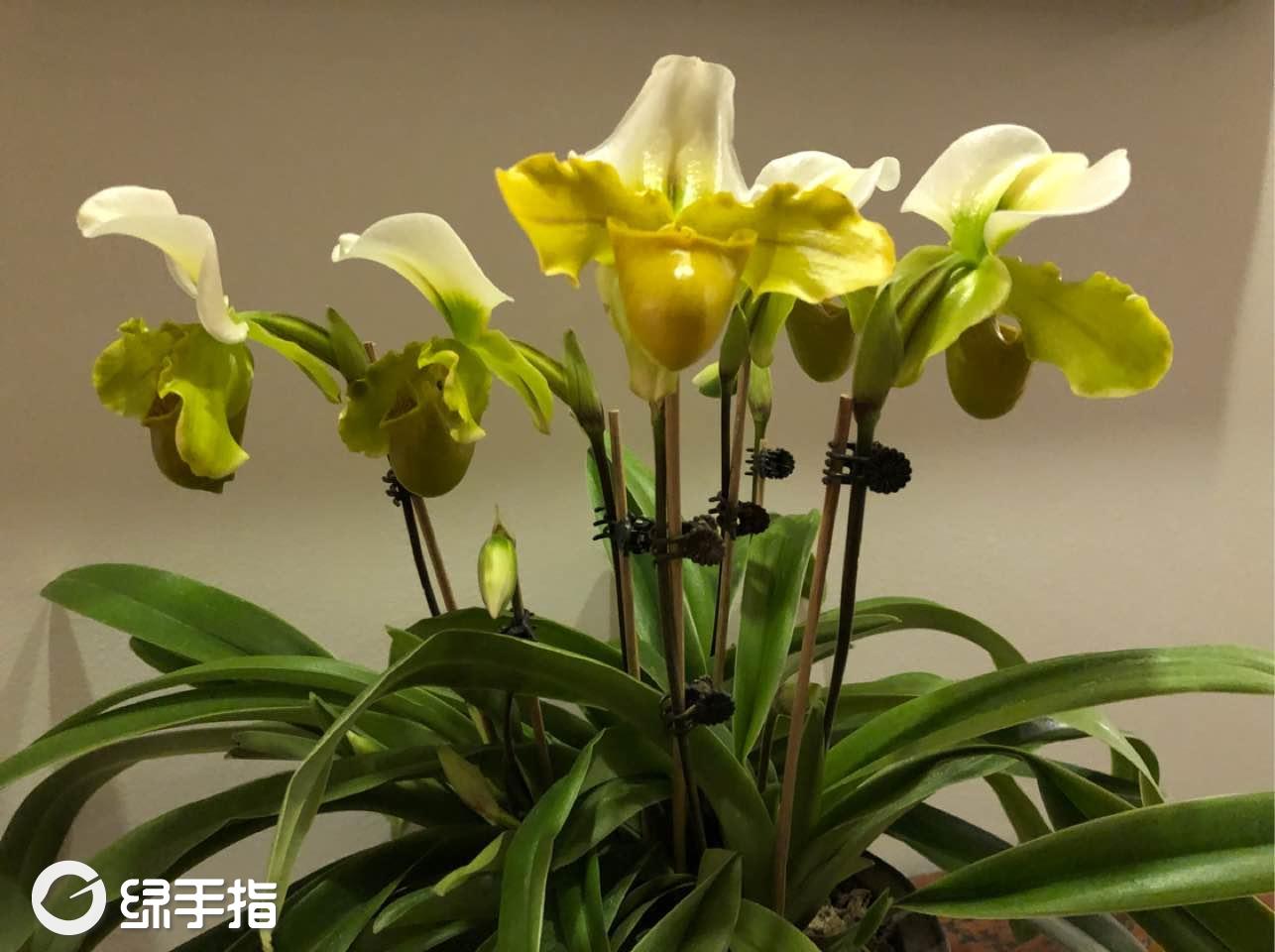我新添加了一棵"某品种兰花"到我的"花园".