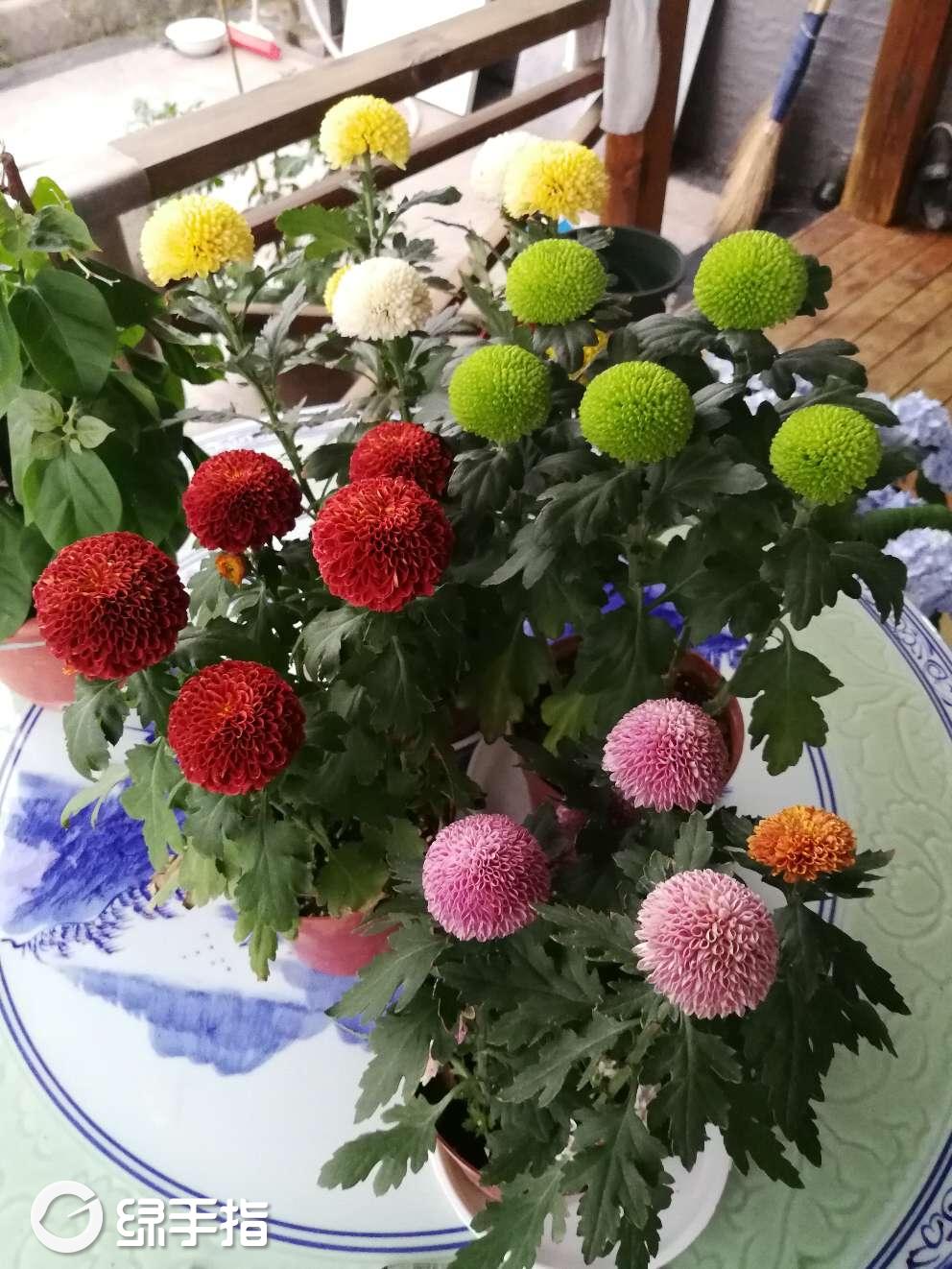 cc花园的乒乓菊的养殖方法,乒乓菊的