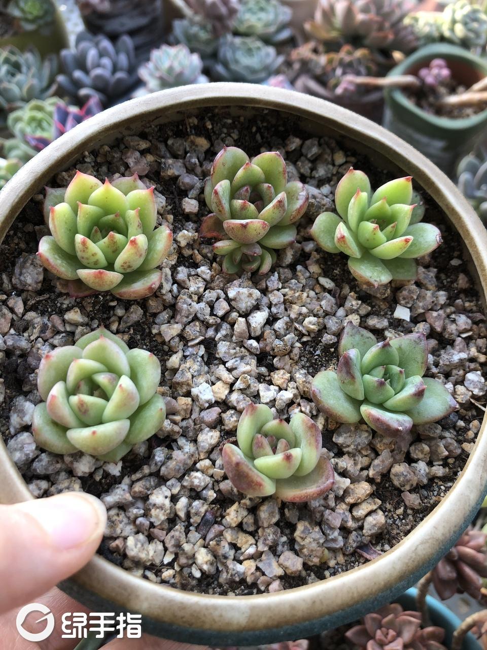紫晶198多肉植物