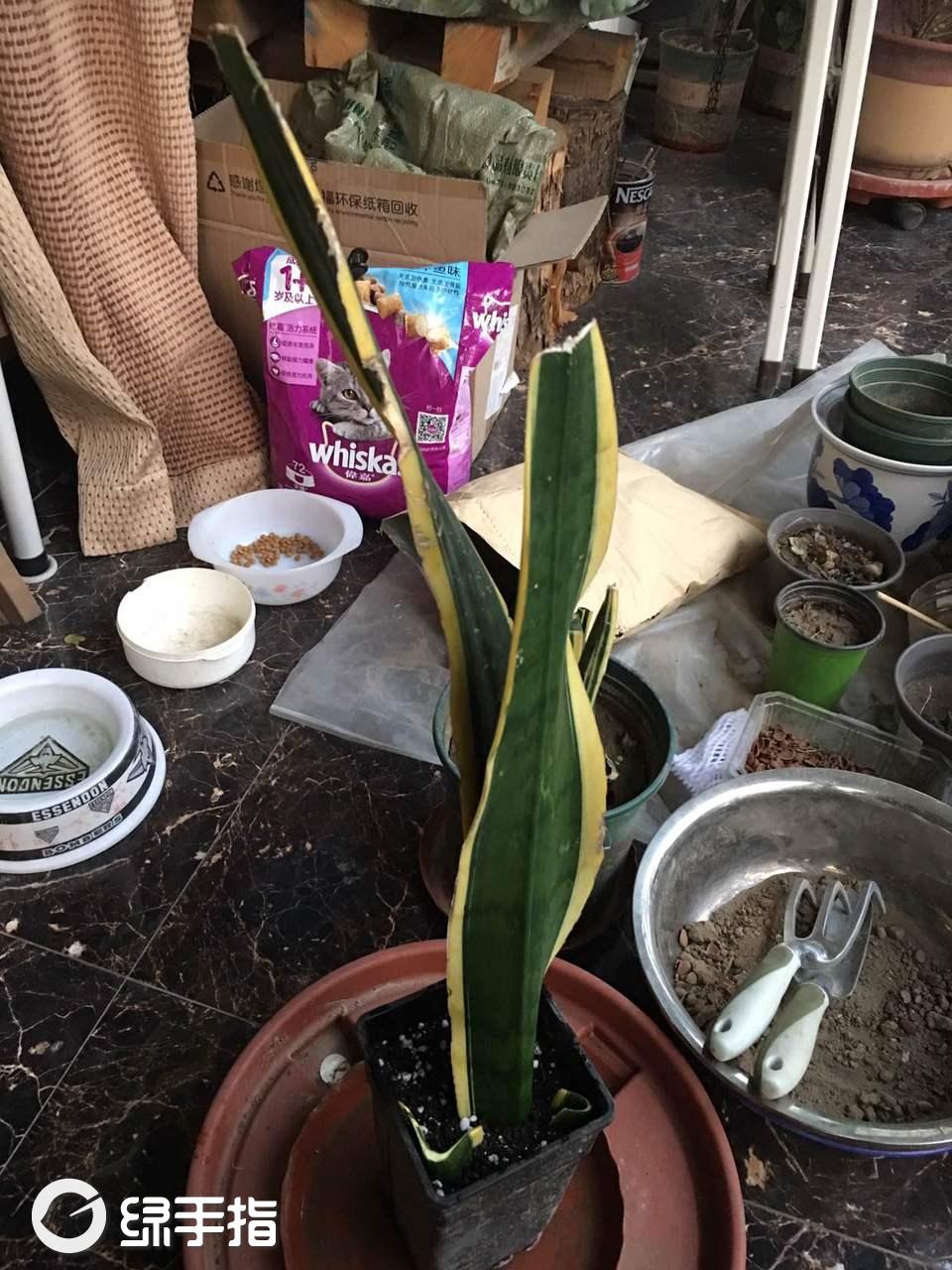 虎皮掌
