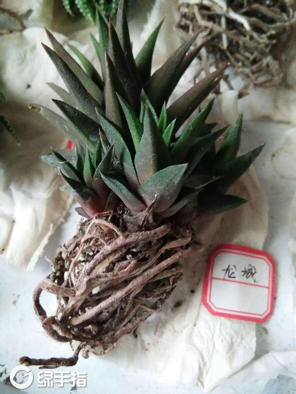 硬叶十二卷 龙城