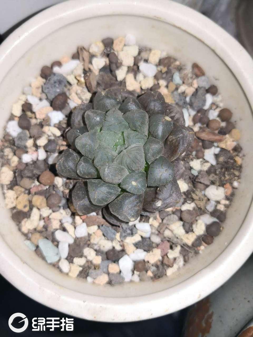 小欢喜的玉露的养殖方法,玉露的繁殖方法