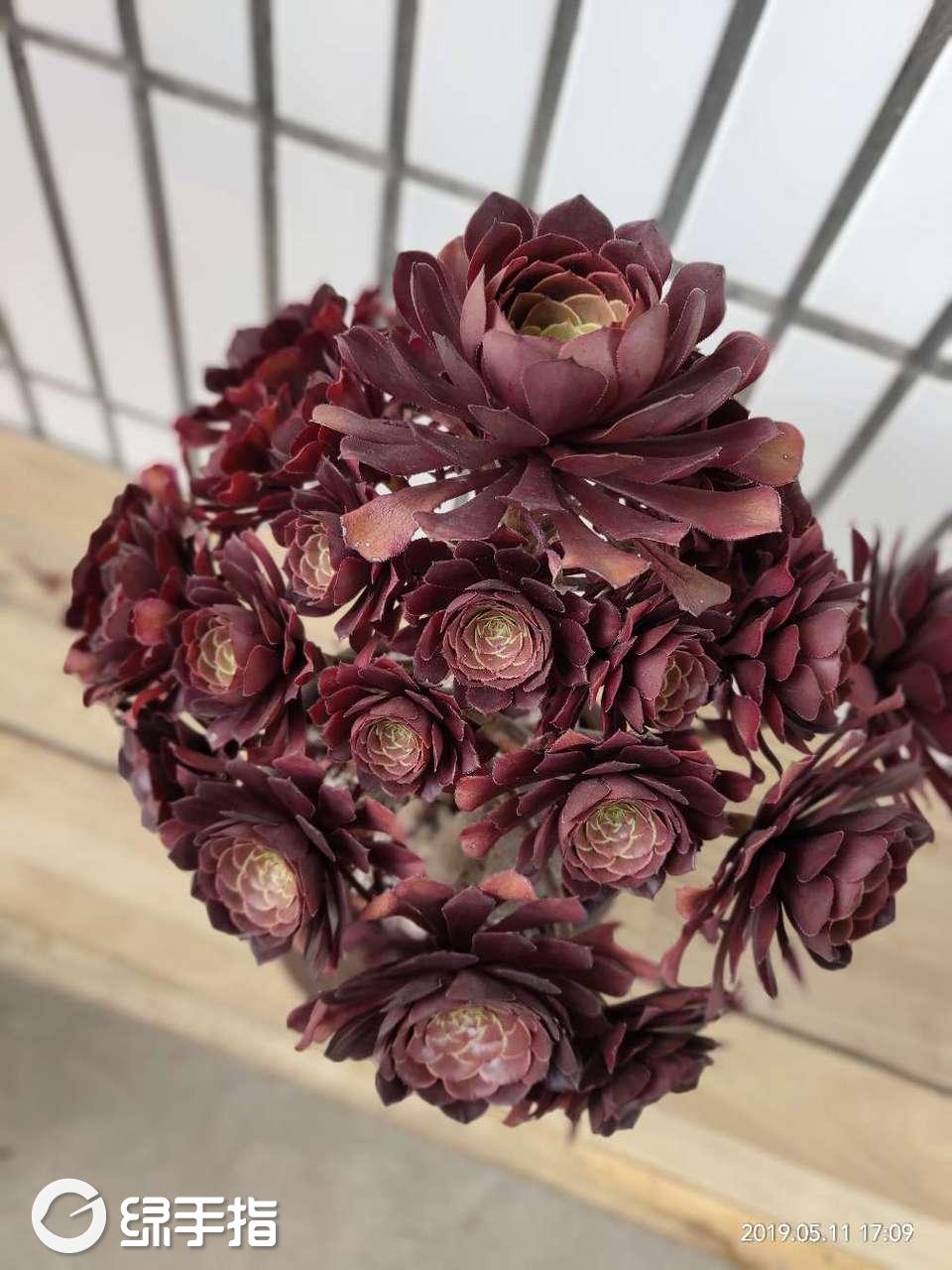 红铜壶法师棕盆