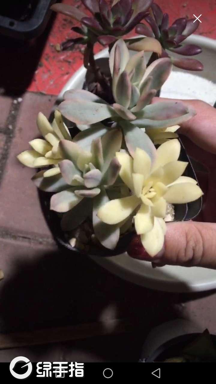 小叮当锦