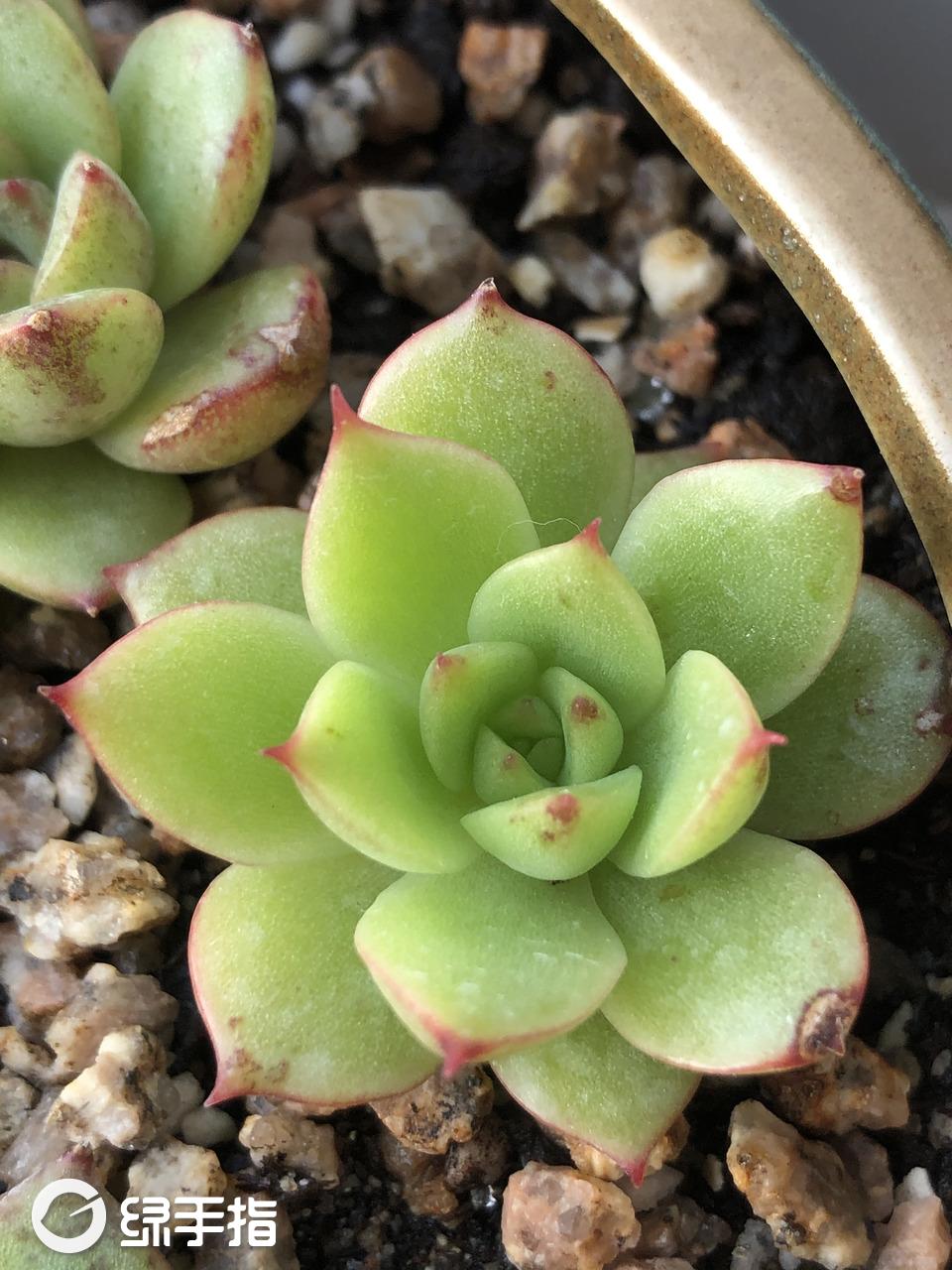 紫晶198多肉植物