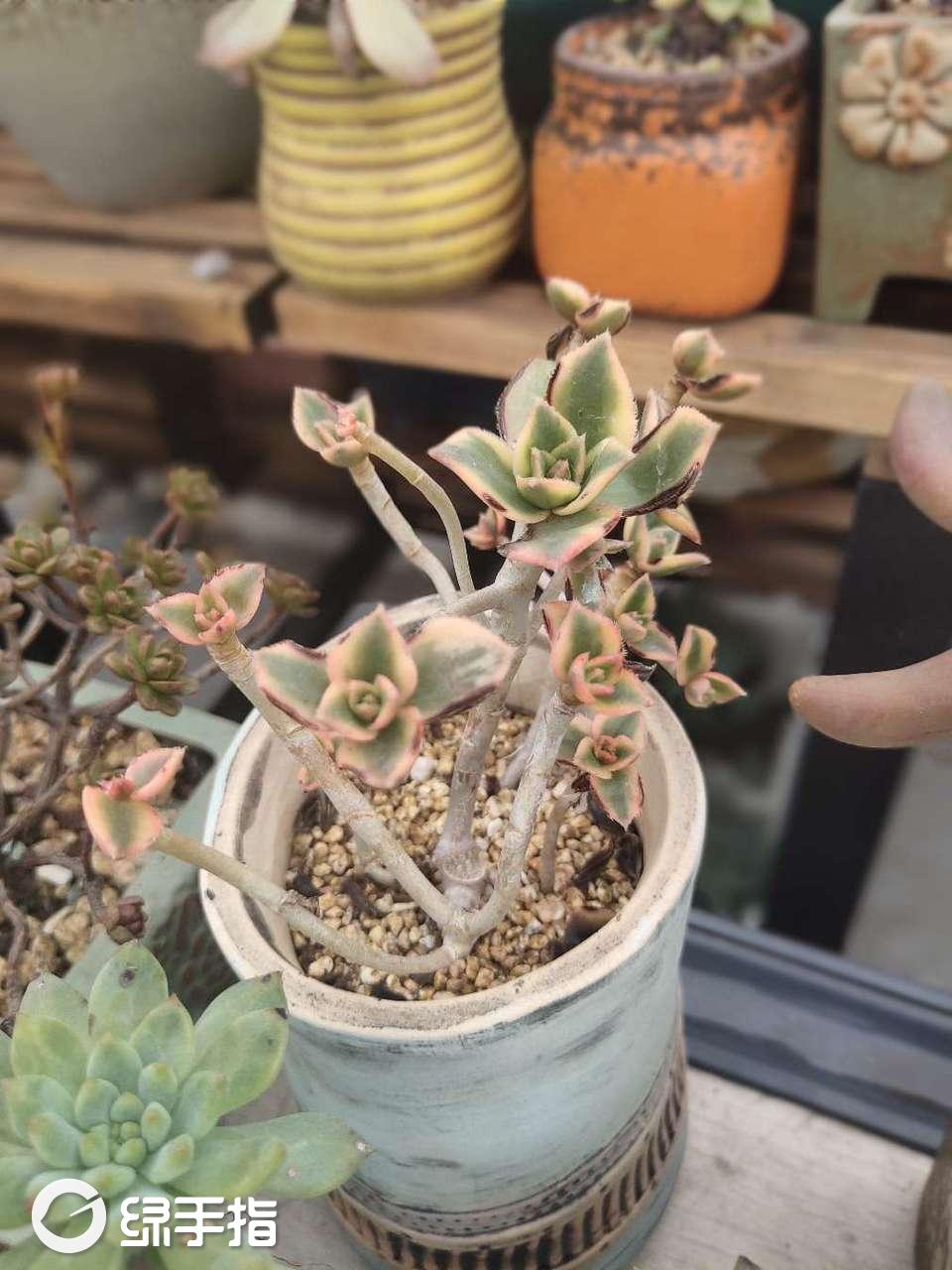 星爆法师