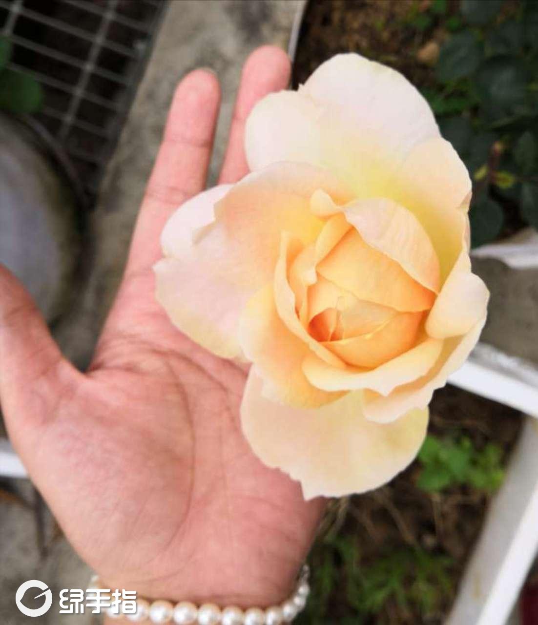 真是大到吃惊的花朵 - 艾斯美 - 绿手指 - 最专业的养