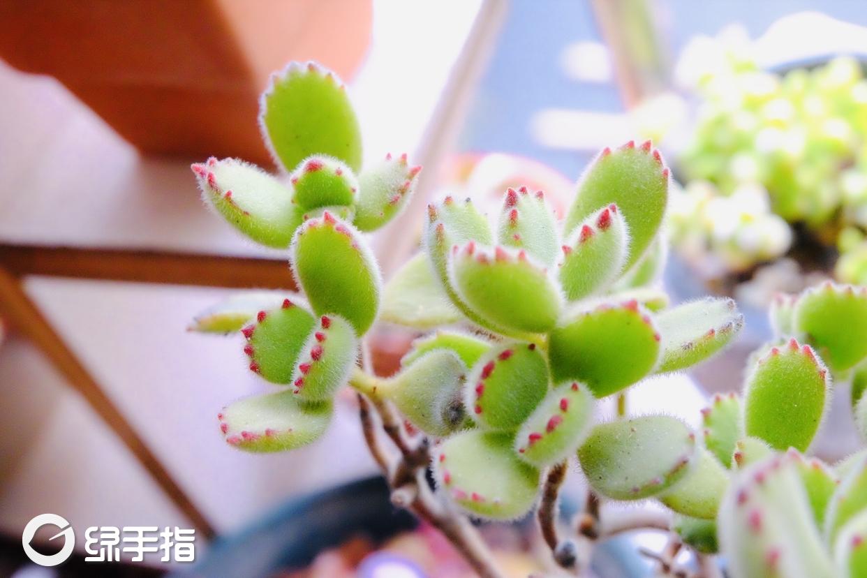 熊童子2