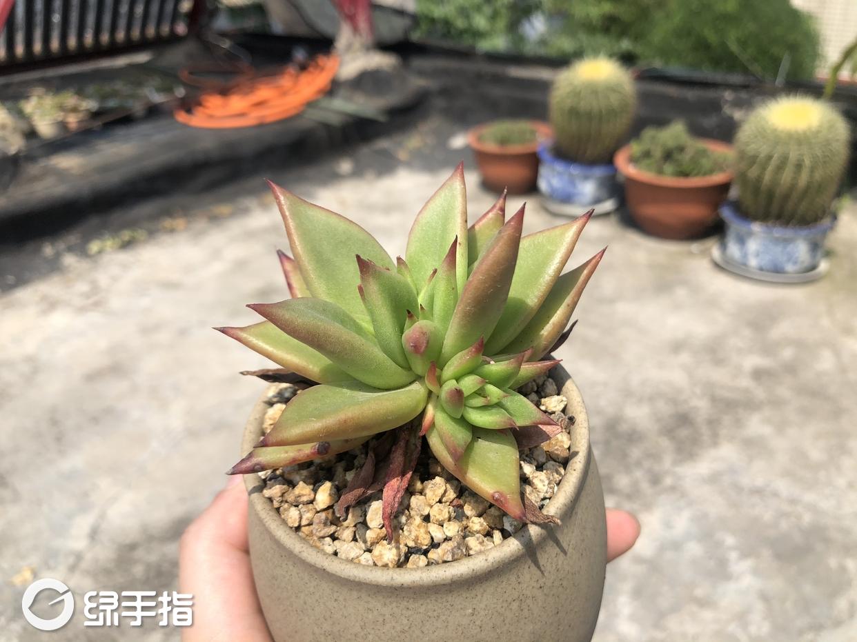 赤星