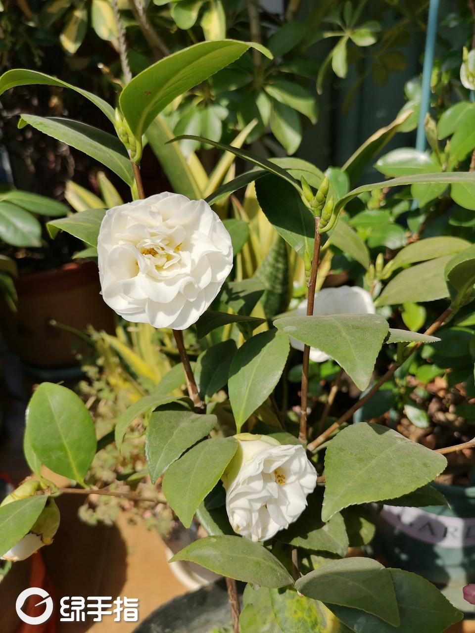 茶花 天鹅湖