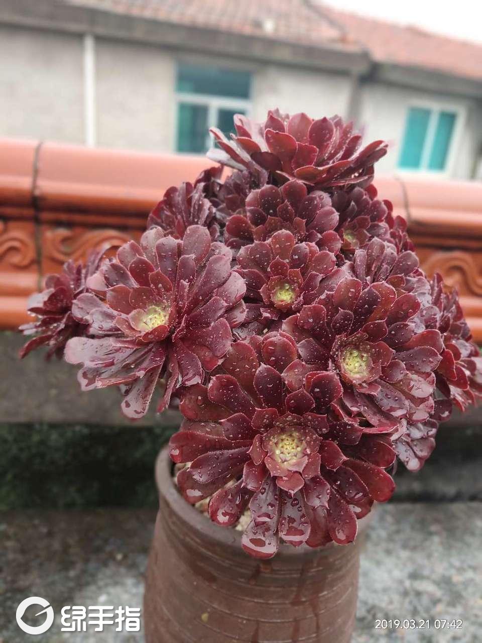 红铜壶法师棕盆