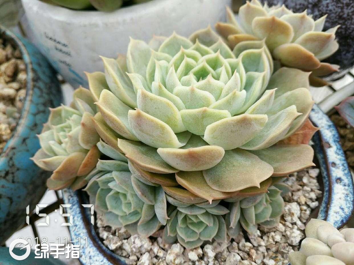 昂斯诺