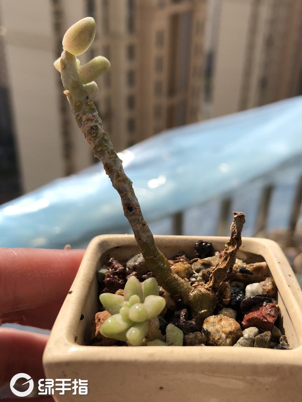 新玉缀(拼盘出)