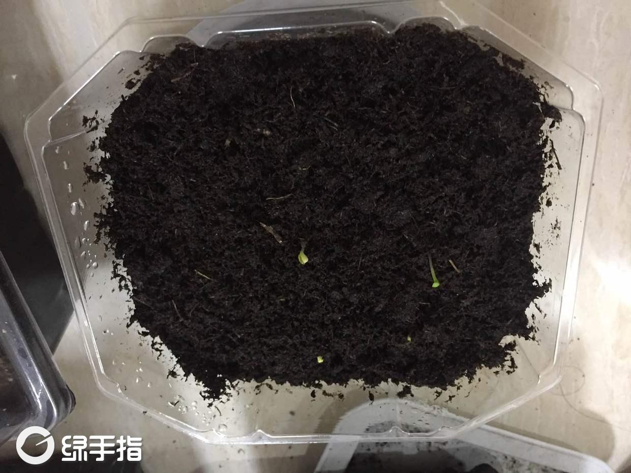 勋章菊