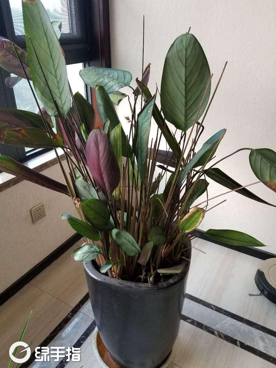 紫背竹芋