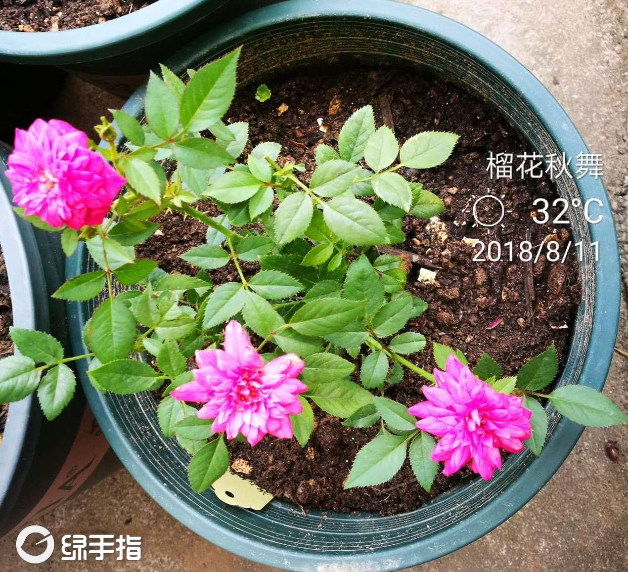 月季(榴花秋舞)