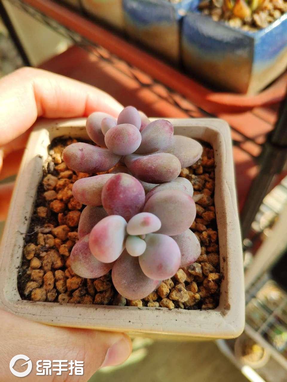 紫蛋