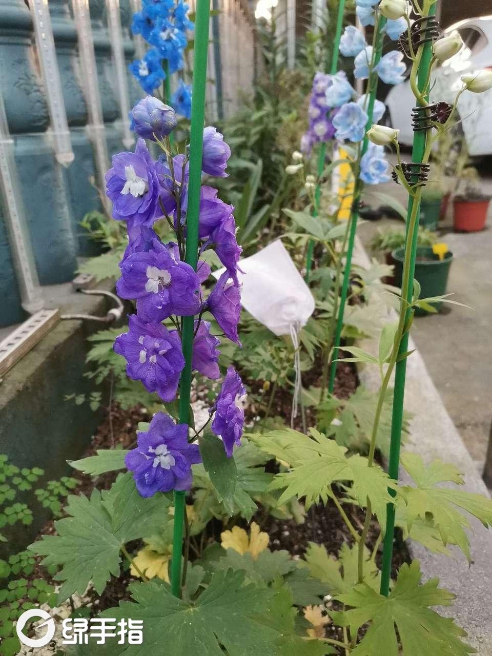 大花飞燕草