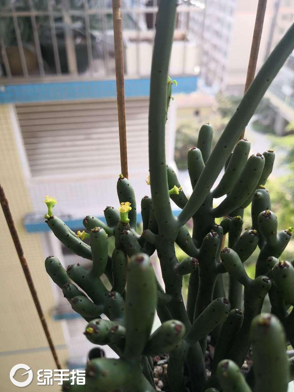 光棍树(膨珊瑚)