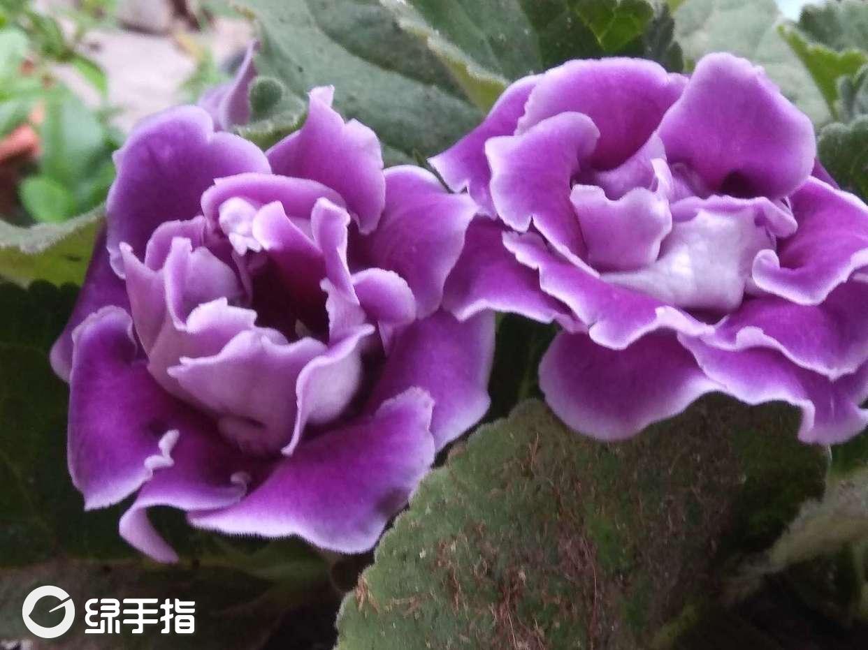 大岩桐紫色重瓣