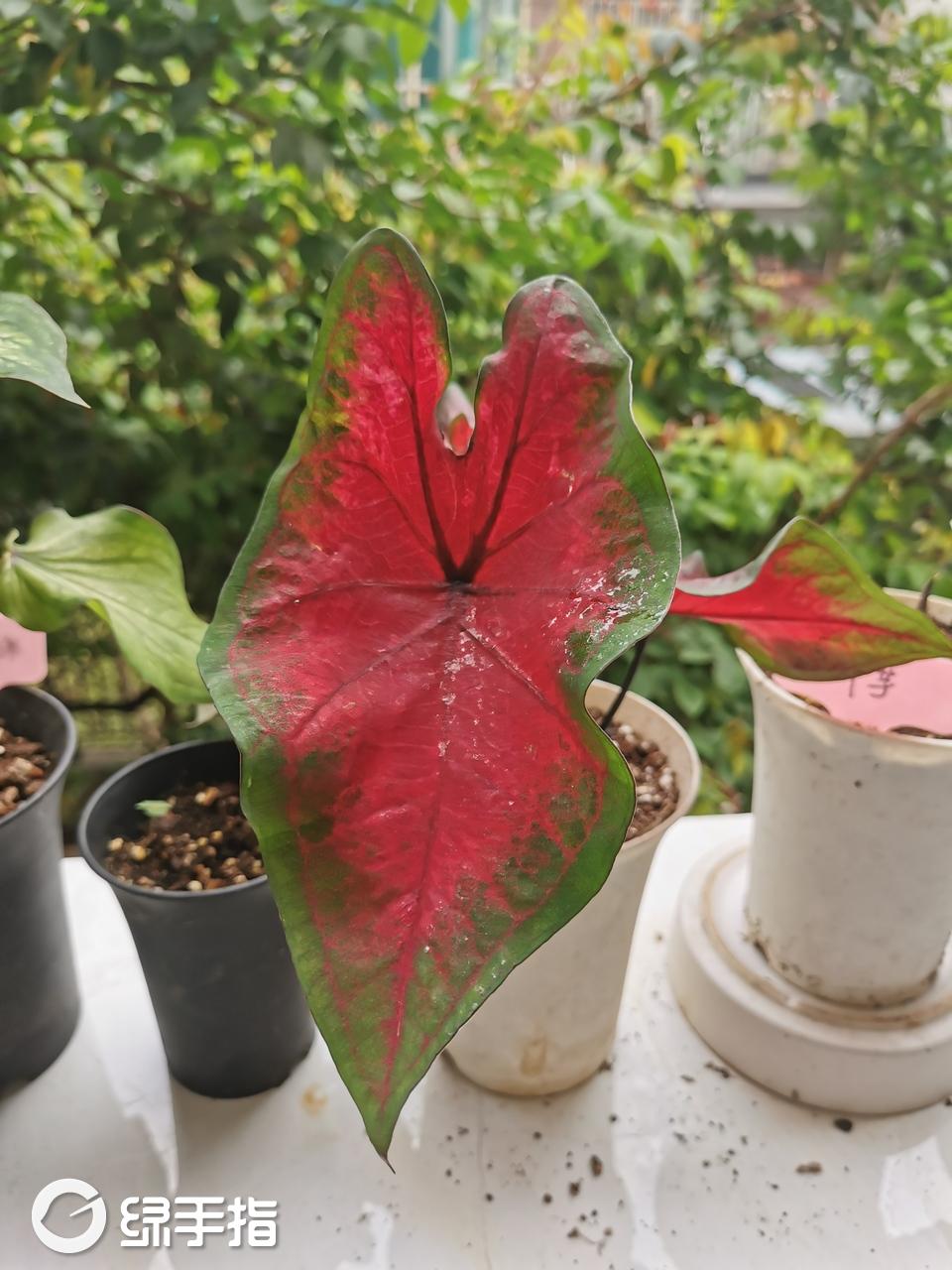 彩叶芋-红色火焰