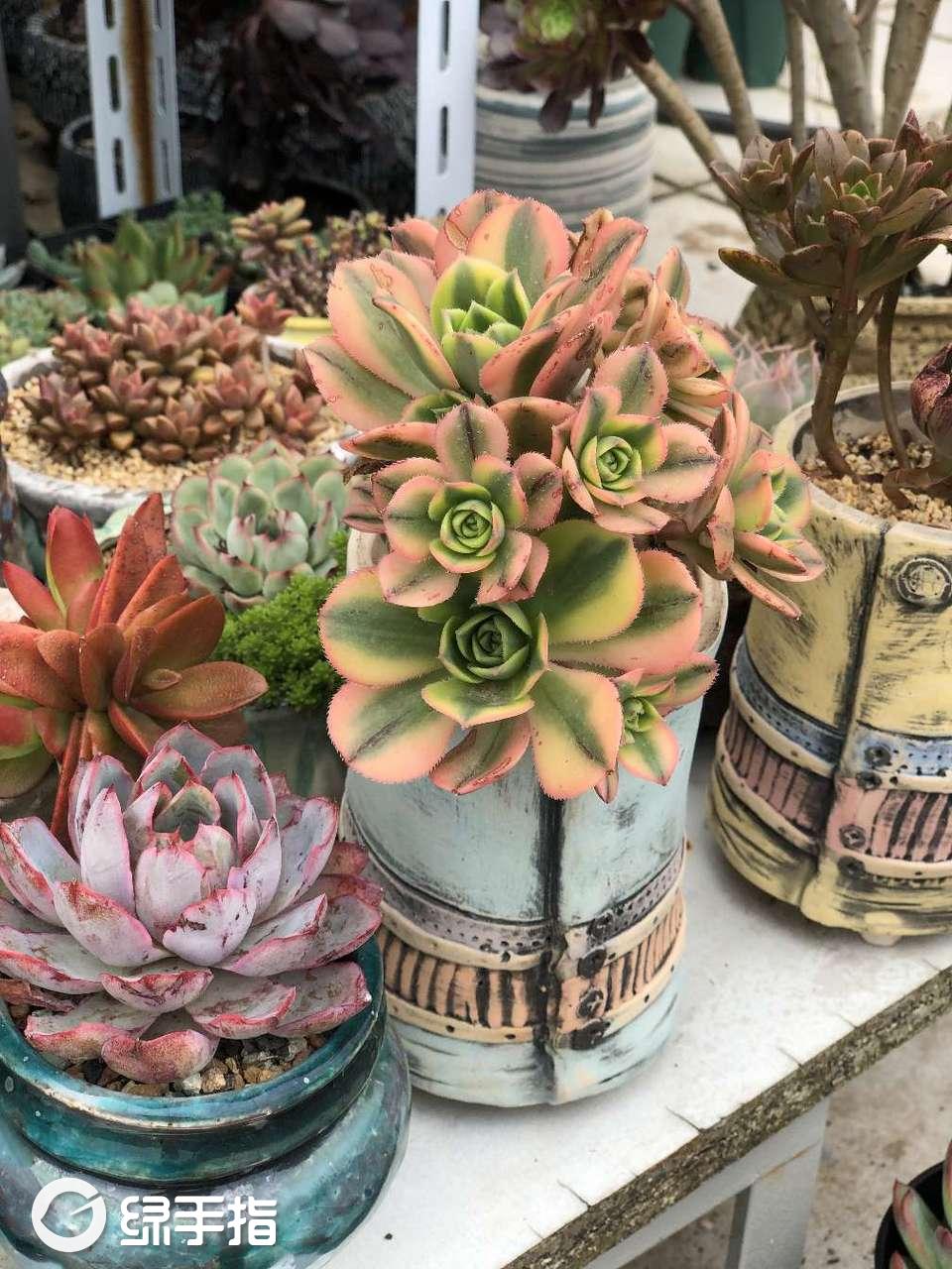 星爆法师