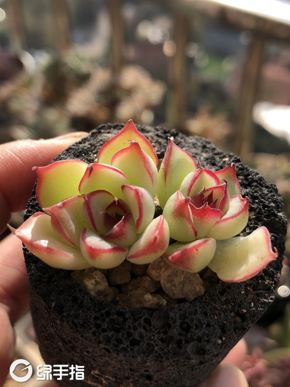 艳姬(赠品君)小宝多肉