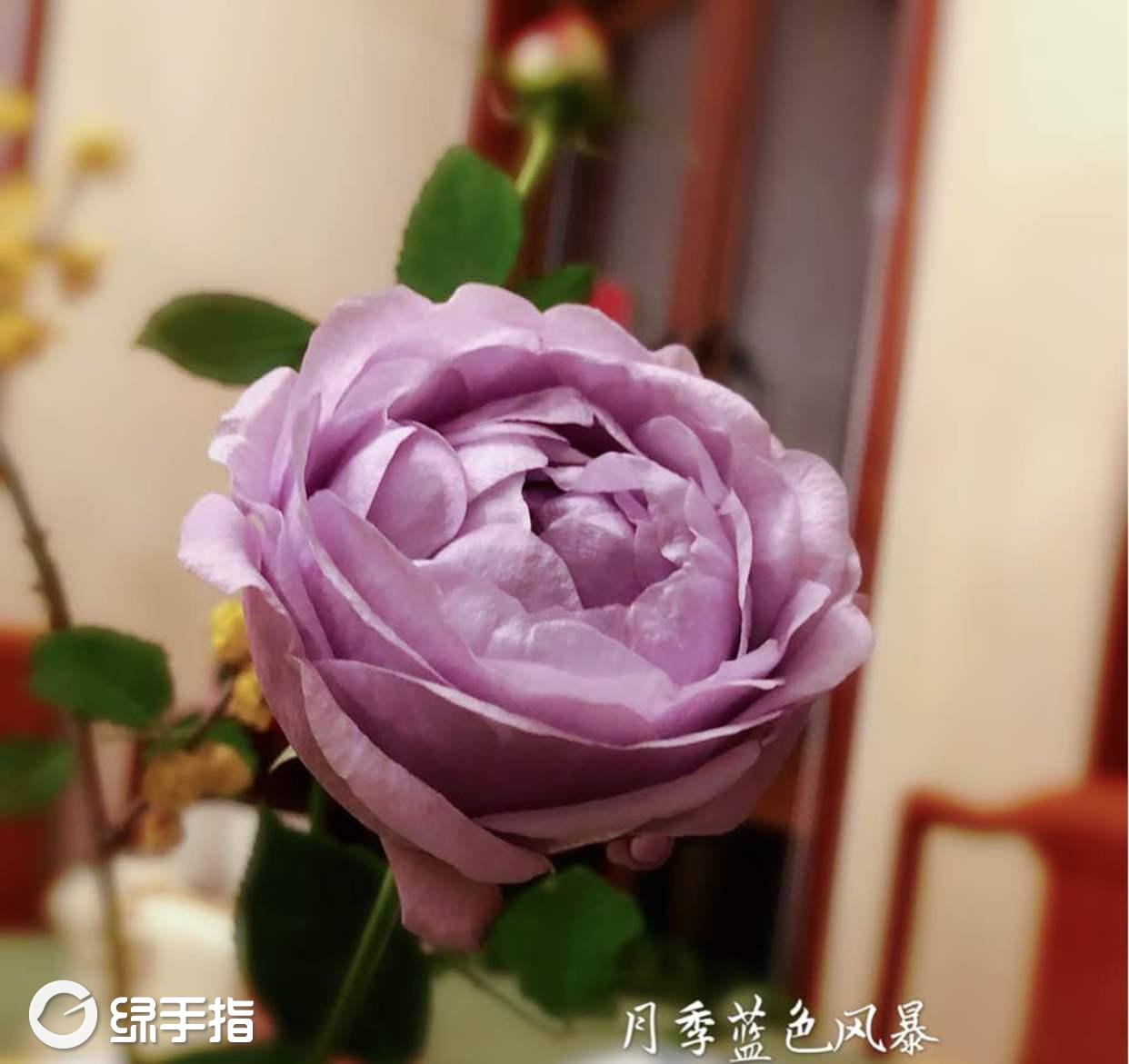 月季蓝色风暴